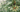 Conifers: A Plant Nerd's Introduction