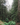 Lush green forest with tall redwood trees and dense undergrowth