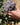 Hand holding freshly picked Yerba Santa flowers with pale lavender blooms and dark stems.