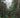 Dense redwood forest with lush green foliage and soft, diffused light.