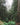 Dense redwood forest with lush green foliage and soft, diffused light.