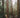 Dense redwood forest with towering trees, leafy floor, and tranquil misty light.