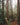 Dense redwood forest with towering trees, leafy floor, and tranquil misty light.