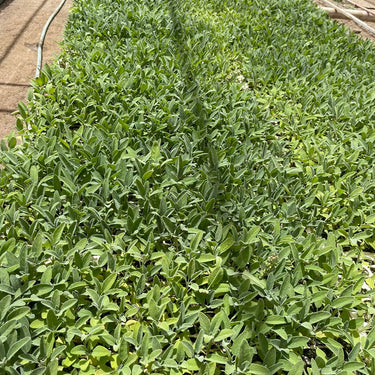 Farmed White Sage Loose Leaves - 1/2 lb.