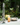 Body Wash - Cascade Forest in a natural lifestyle setting
