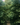 Pathway surrounded by dense green forest branches