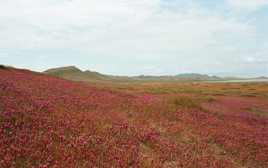 SUPER BLOOM IN A BOTTLE: TOPANGA CANYON FIELD LAB