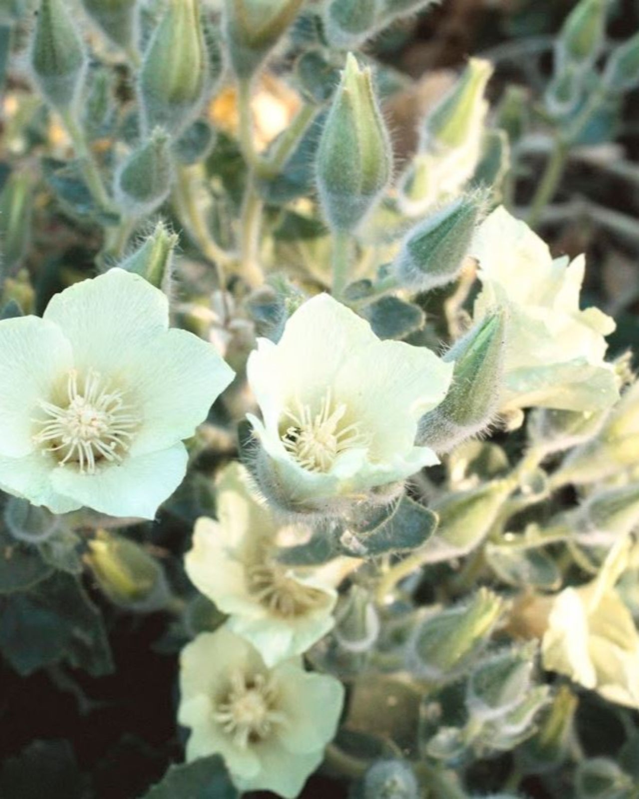Natural Bamboo Essential Oil Diffuser – Juniper Ridge
