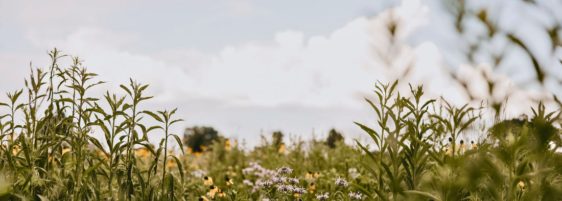 Crafting Natural Fragrance For Over 20 Years - Juniper Ridge – Juniper ...
