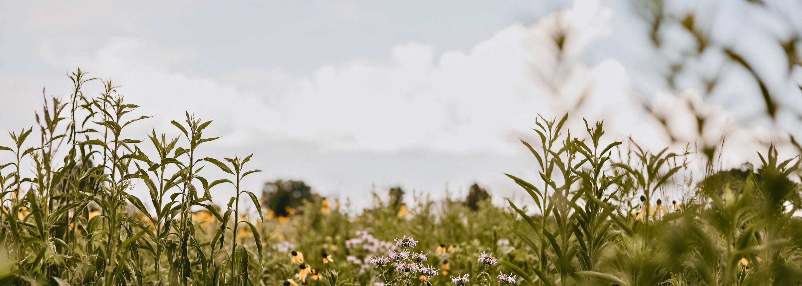 Crafting Natural Fragrance For Over 20 Years - Juniper Ridge – Juniper ...