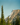 Wilderness Cologne – Mountain – landscape with tall pine trees and rugged peaks under clear blue sky.